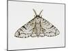 Peppered Moth (Biston Betularia), Geometridae-null-Mounted Giclee Print