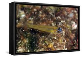 Peppermint Goby (Coryphopterus Lipernes), Dominica, West Indies, Caribbean, Central America-Lisa Collins-Framed Stretched Canvas