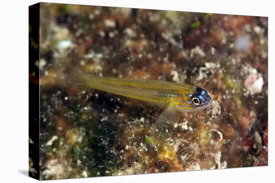 Peppermint Goby (Coryphopterus Lipernes), Dominica, West Indies, Caribbean, Central America-Lisa Collins-Stretched Canvas