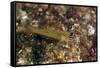 Peppermint Goby (Coryphopterus Lipernes), Dominica, West Indies, Caribbean, Central America-Lisa Collins-Framed Stretched Canvas