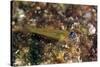 Peppermint Goby (Coryphopterus Lipernes), Dominica, West Indies, Caribbean, Central America-Lisa Collins-Stretched Canvas