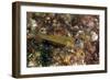 Peppermint Goby (Coryphopterus Lipernes), Dominica, West Indies, Caribbean, Central America-Lisa Collins-Framed Photographic Print