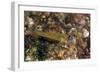 Peppermint Goby (Coryphopterus Lipernes), Dominica, West Indies, Caribbean, Central America-Lisa Collins-Framed Photographic Print