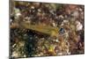 Peppermint Goby (Coryphopterus Lipernes), Dominica, West Indies, Caribbean, Central America-Lisa Collins-Mounted Photographic Print