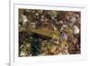 Peppermint Goby (Coryphopterus Lipernes), Dominica, West Indies, Caribbean, Central America-Lisa Collins-Framed Photographic Print