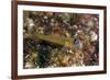 Peppermint Goby (Coryphopterus Lipernes), Dominica, West Indies, Caribbean, Central America-Lisa Collins-Framed Photographic Print