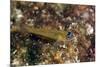 Peppermint Goby (Coryphopterus Lipernes), Dominica, West Indies, Caribbean, Central America-Lisa Collins-Mounted Photographic Print