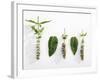 Peppermint (Leaves and Flowers)-Dieter Heinemann-Framed Photographic Print