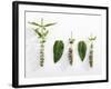 Peppermint (Leaves and Flowers)-Dieter Heinemann-Framed Photographic Print