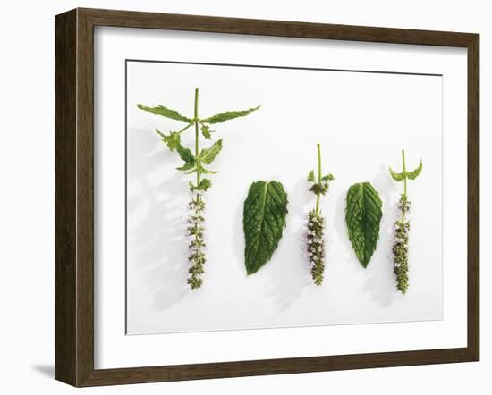 Peppermint (Leaves and Flowers)-Dieter Heinemann-Framed Photographic Print