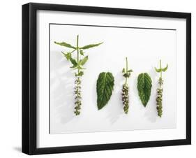 Peppermint (Leaves and Flowers)-Dieter Heinemann-Framed Photographic Print