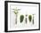 Peppermint (Leaves and Flowers)-Dieter Heinemann-Framed Photographic Print