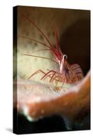 Peppermint Shrimp (Lysmata Wurdemanni), Dominica, West Indies, Caribbean, Central America-Lisa Collins-Stretched Canvas