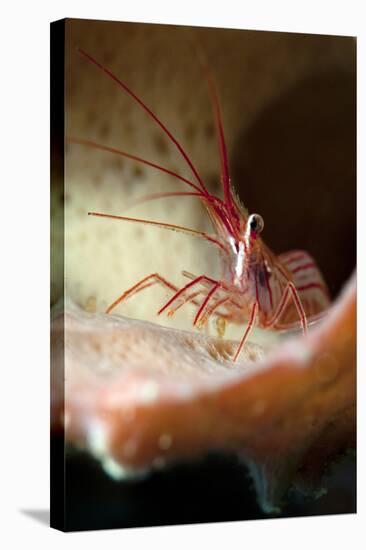 Peppermint Shrimp (Lysmata Wurdemanni), Dominica, West Indies, Caribbean, Central America-Lisa Collins-Stretched Canvas