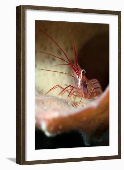 Peppermint Shrimp (Lysmata Wurdemanni), Dominica, West Indies, Caribbean, Central America-Lisa Collins-Framed Photographic Print