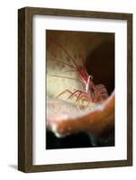 Peppermint Shrimp (Lysmata Wurdemanni), Dominica, West Indies, Caribbean, Central America-Lisa Collins-Framed Photographic Print