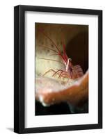 Peppermint Shrimp (Lysmata Wurdemanni), Dominica, West Indies, Caribbean, Central America-Lisa Collins-Framed Photographic Print