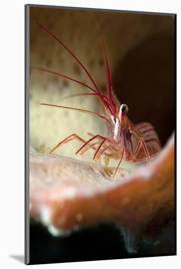 Peppermint Shrimp (Lysmata Wurdemanni), Dominica, West Indies, Caribbean, Central America-Lisa Collins-Mounted Photographic Print