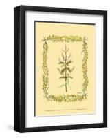 Peppermint-Wendy Russell-Framed Art Print