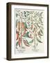 Peppers: 1.Piper Indicum Maximum Longum; 2.Piper Indicum Minus Recurvis Filiquis-German School-Framed Giclee Print