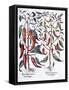 Framed Canvas
