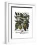 Peppers 6-Fab Funky-Framed Art Print