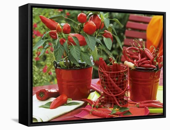 Peppers and Chili Peppers in Red Enamel Buckets-Friedrich Strauss-Framed Stretched Canvas