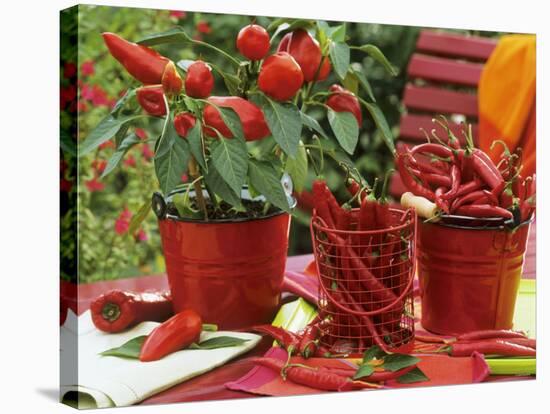 Peppers and Chili Peppers in Red Enamel Buckets-Friedrich Strauss-Stretched Canvas