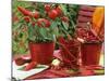 Peppers and Chili Peppers in Red Enamel Buckets-Friedrich Strauss-Mounted Photographic Print