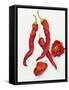 Peppers Very Hot-Joanne Porter-Framed Stretched Canvas