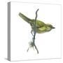 Peppershrike (Cyclarhis Nigrirostris), Birds-Encyclopaedia Britannica-Stretched Canvas