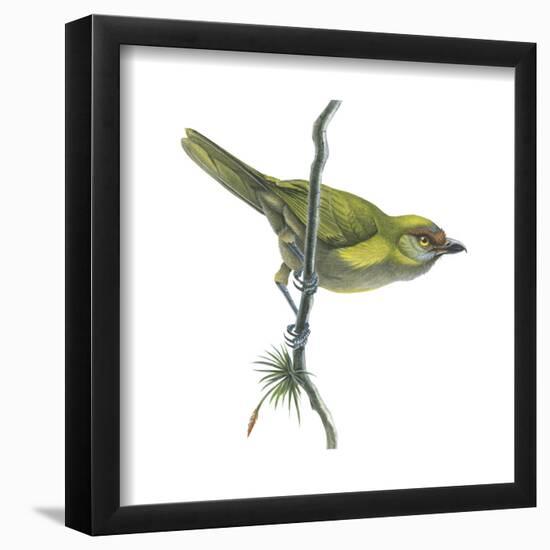 Peppershrike (Cyclarhis Nigrirostris), Birds-Encyclopaedia Britannica-Framed Poster