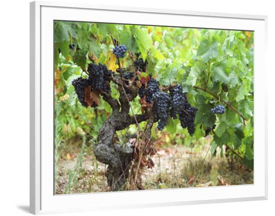 Framed Photographic Print, , large