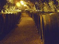 Wooden Barrels with Aging Wine in Cellar, Domaine E Guigal, Ampuis, Cote Rotie, Rhone, France-Per Karlsson-Photographic Print