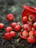 Red Apples Falling out of a Red Basket-Per Ranung-Stretched Canvas