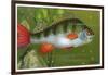 Perch, Morris, 1928-null-Framed Art Print