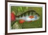 Perch, Morris, 1928-null-Framed Premium Giclee Print