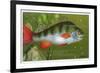 Perch, Morris, 1928-null-Framed Premium Giclee Print