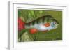 Perch, Morris, 1928-null-Framed Art Print