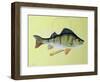 Perch on a Perch-Jeanne Maze-Framed Giclee Print