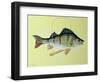 Perch on a Perch-Jeanne Maze-Framed Giclee Print