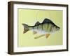 Perch on a Perch-Jeanne Maze-Framed Giclee Print