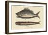 Perch or Margate Fish-Mark Catesby-Framed Art Print