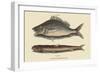 Perch or Margate Fish-Mark Catesby-Framed Art Print