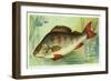 Perch, Player's, 1903-null-Framed Art Print