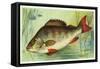 Perch, Player's, 1903-null-Framed Stretched Canvas