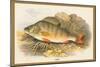 Perch-A.f. Lydon-Mounted Art Print