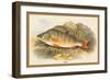 Perch-A.f. Lydon-Framed Art Print