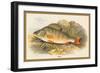 Perch-A.f. Lydon-Framed Art Print