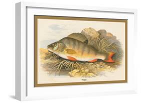 Perch-A.f. Lydon-Framed Art Print